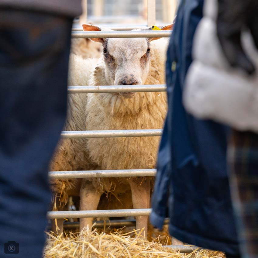 Uppingham Fatstock 2025 Photo