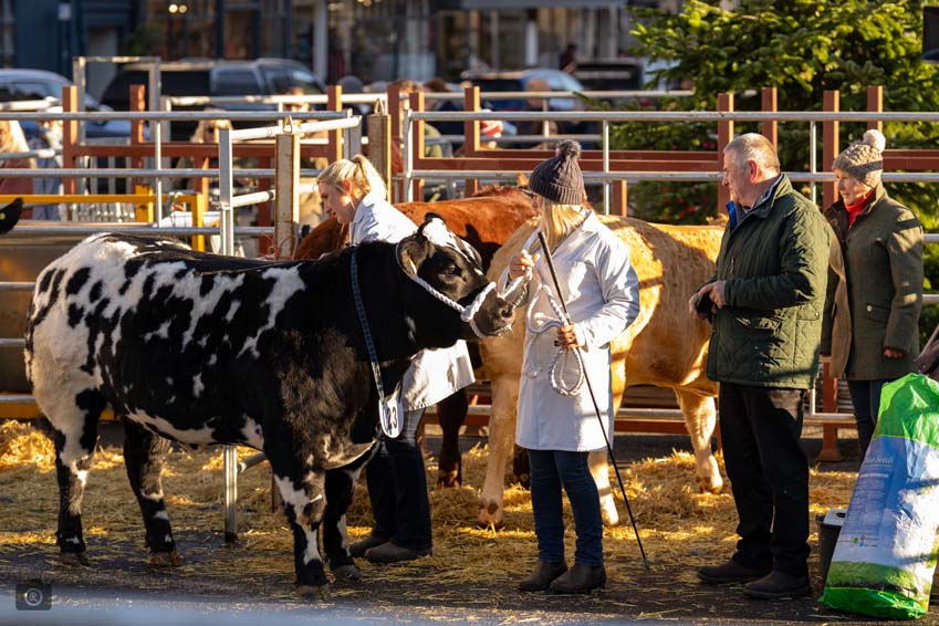 Uppingham Fatstock 2025 Photo