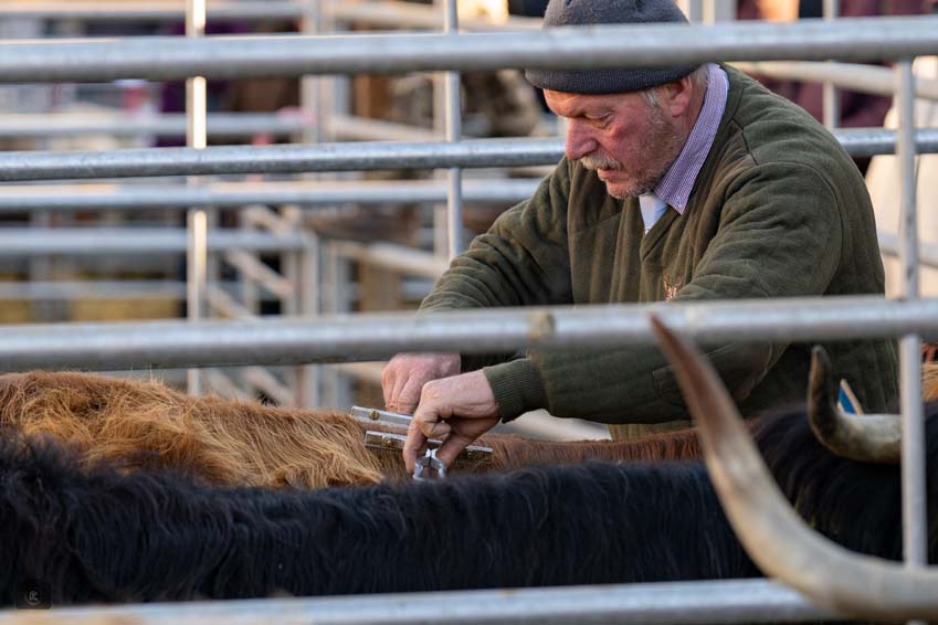 Uppingham Fatstock 2025 Photo