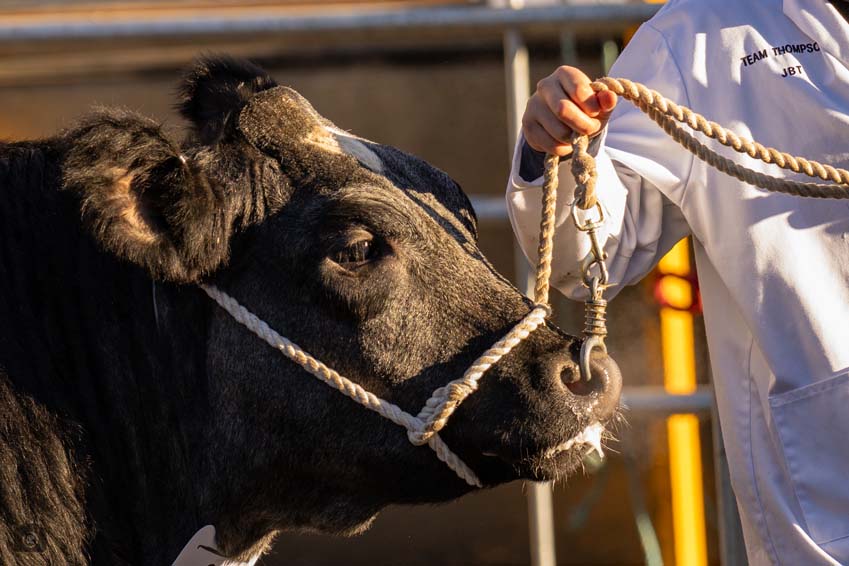 Uppingham Fatstock 2025 Photo