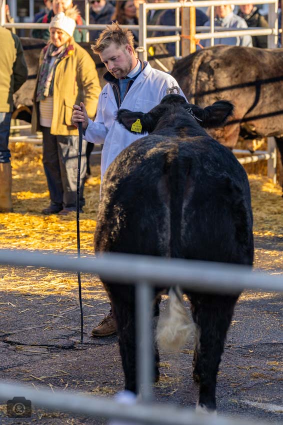 Uppingham Fatstock 2025 Photo