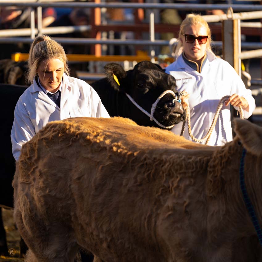Uppingham Fatstock 2025 Photo