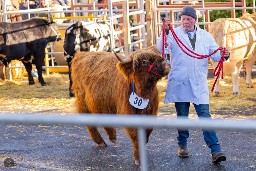 Uppingham Fatstock 2025 Photo