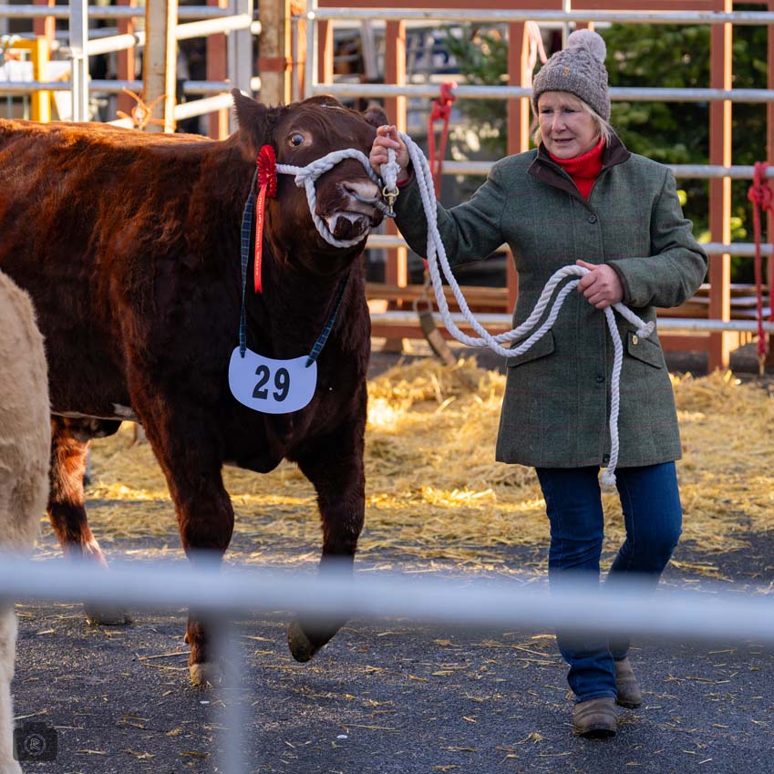 Uppingham Fatstock 2025 Photo