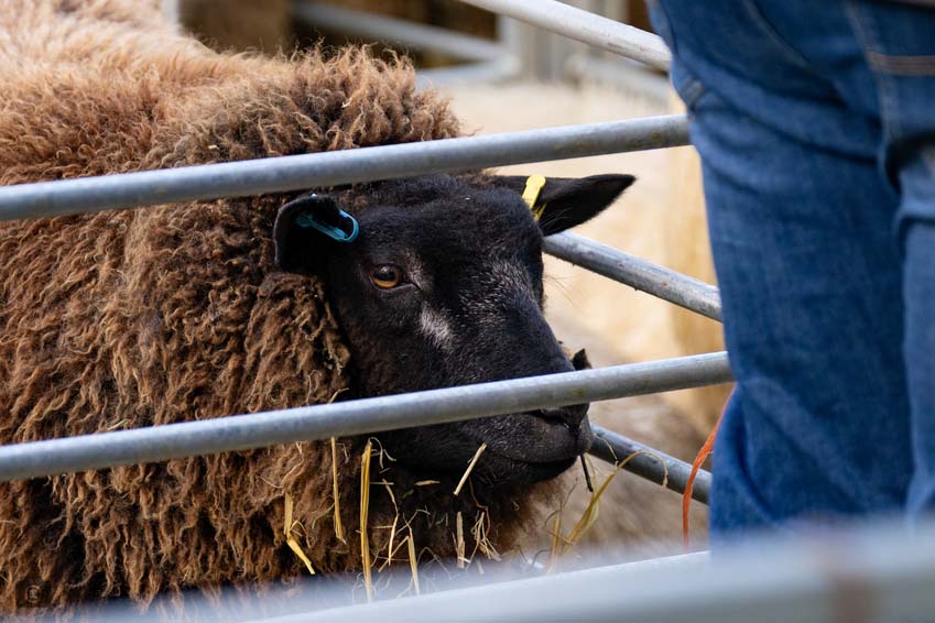 Uppingham Fatstock 2025 Photo