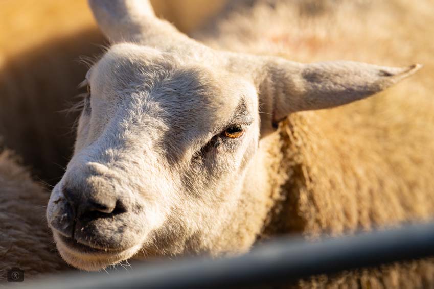 Uppingham Fatstock 2025 Photo