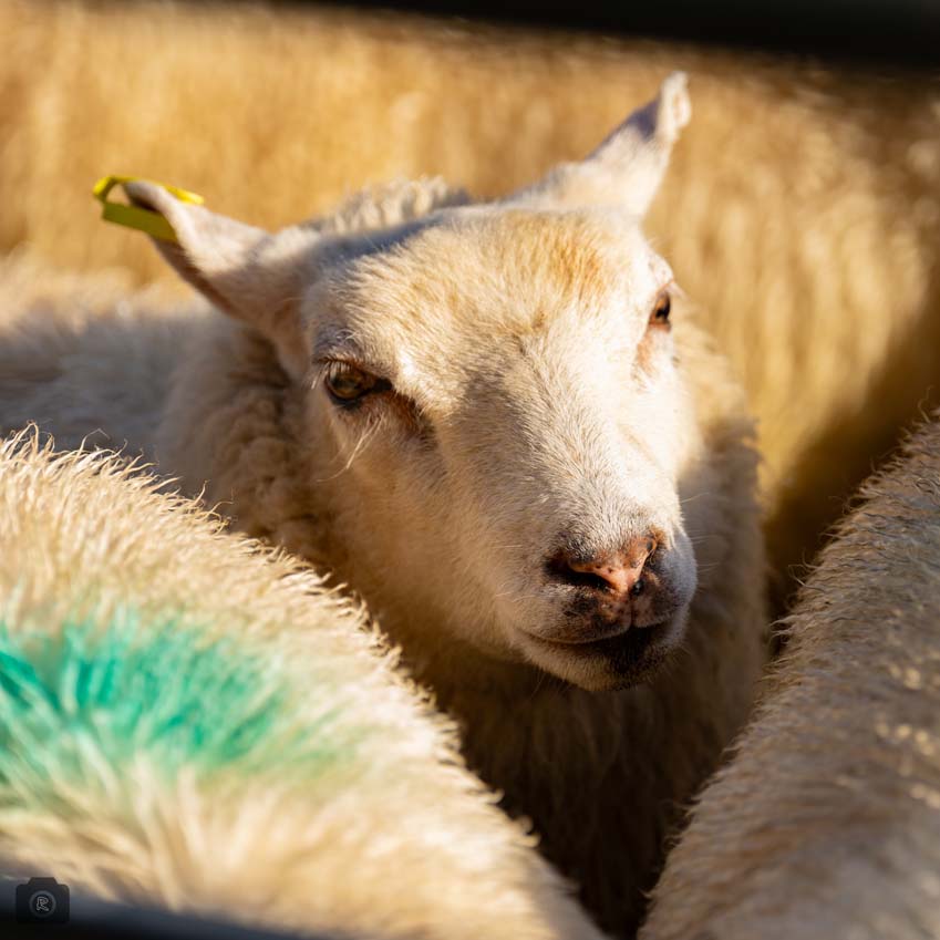 Uppingham Fatstock 2025 Photo